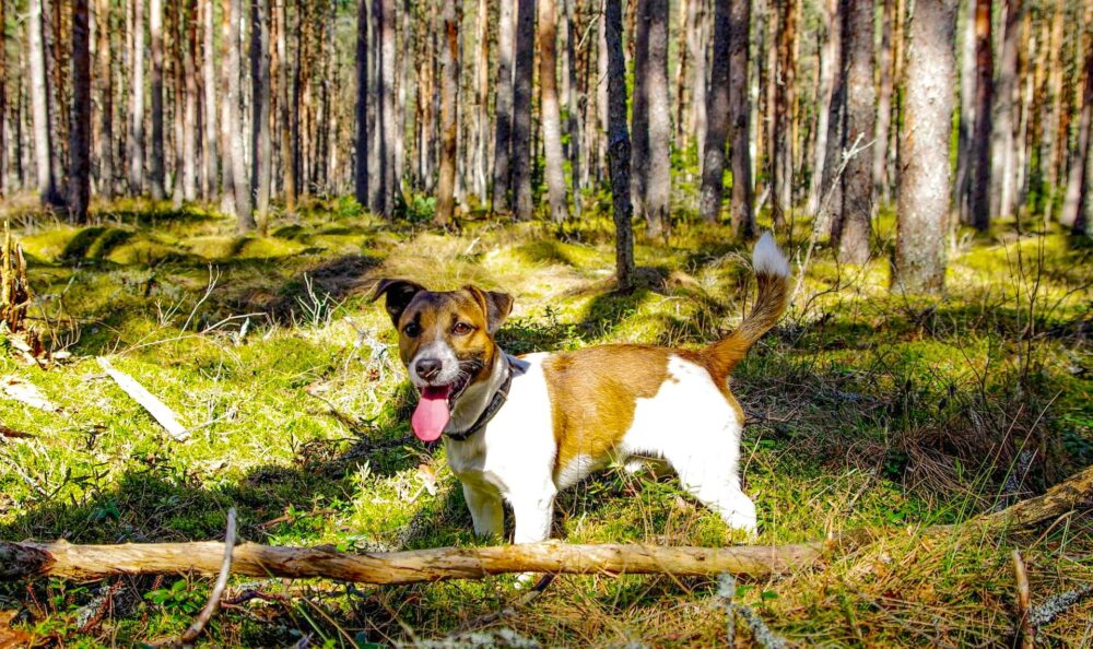 Weekend nella Foresta con Degustazione di Prodotti Tipici e Vino