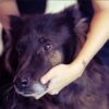 Benessere per Te e il Tuo Cane a Torino - immagine 4