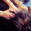 Benessere per Te e il Tuo Cane a Torino - immagine 8