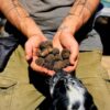 Ricerca al Tartufo col Tuo Cane e Pranzo a Base di Tartufo - immagine 8