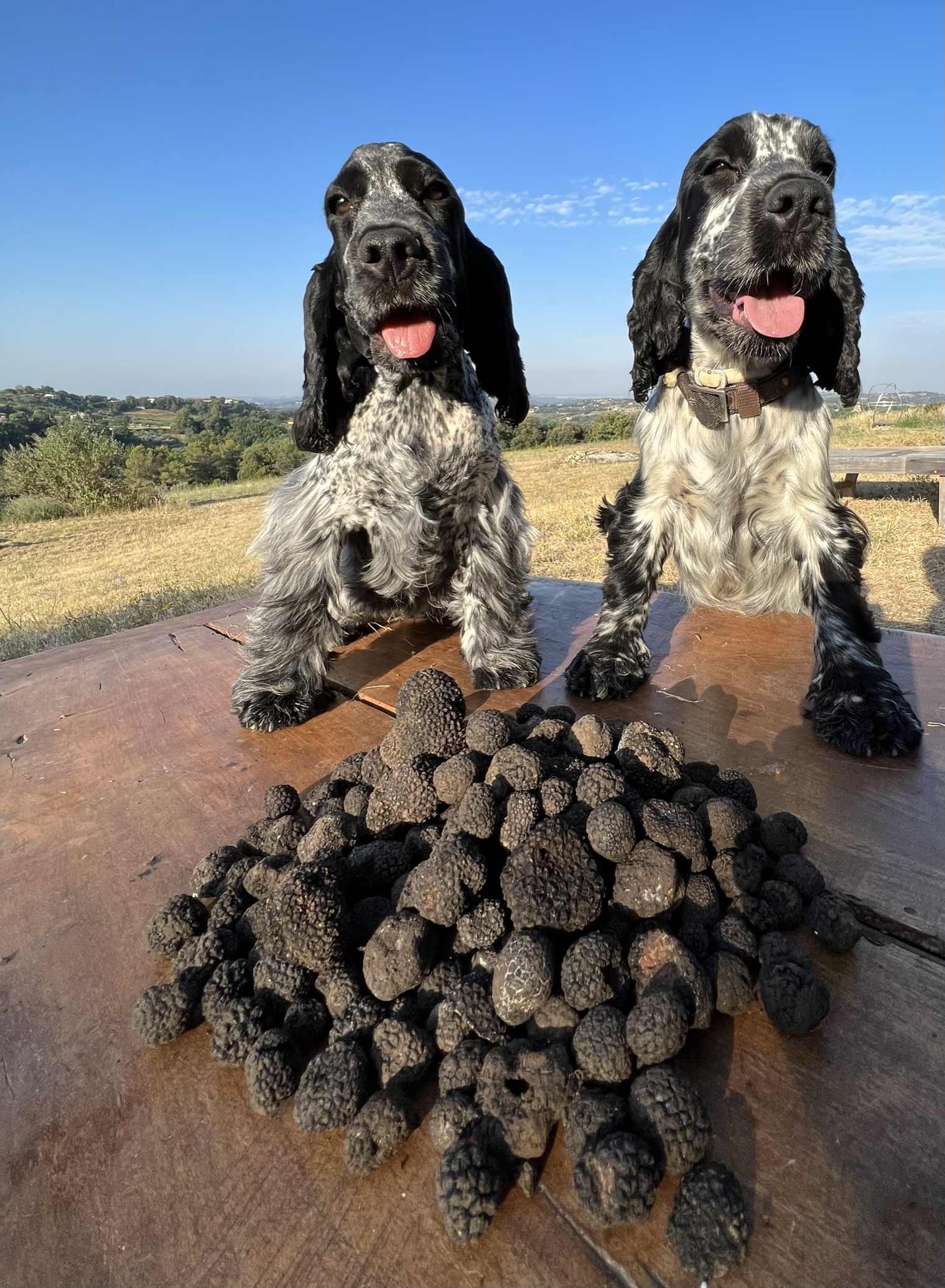 La-Montagnola-Truffe-Experience-IMG_0353