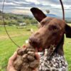 Ricerca al Tartufo col Tuo Cane e Pranzo a Base di Tartufo - immagine 7