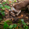 Ricerca al Tartufo col Tuo Cane e Pranzo a Base di Tartufo - immagine 2