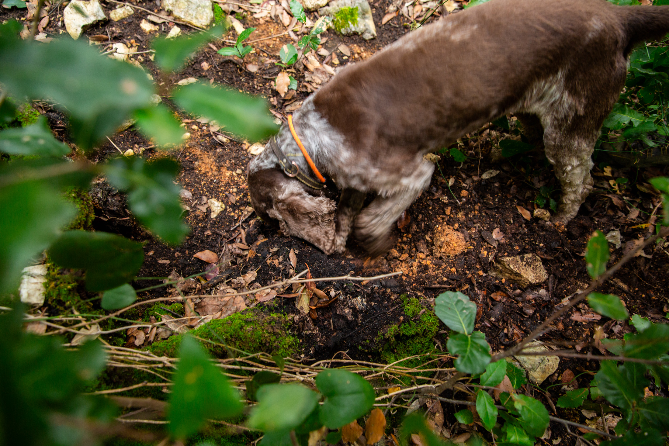 La-Montagnola-Truffe-Experience-_JF_7568