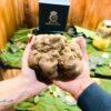 Ricerca al Tartufo Bianco con Degustazione - immagine 6
