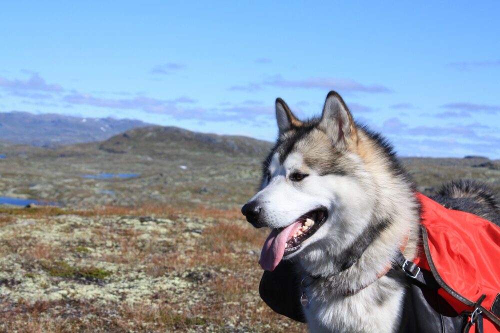 Dog Trekking all’Antica Cava di Marmo e Grigliata