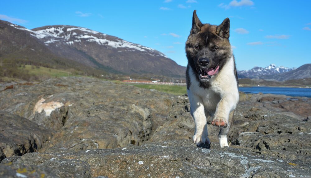 Dog Trekking all’Eremo di San Benedetto con Grigliata