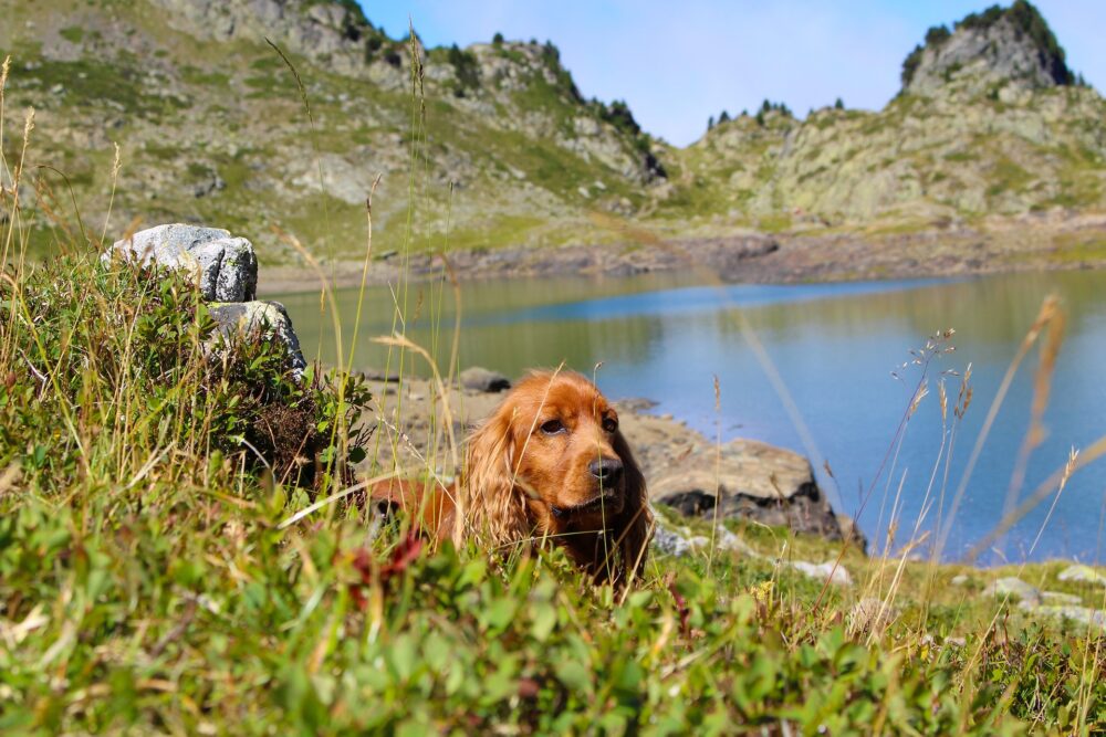 Dog Trekking Magico Verde Smeraldo con Grigliata