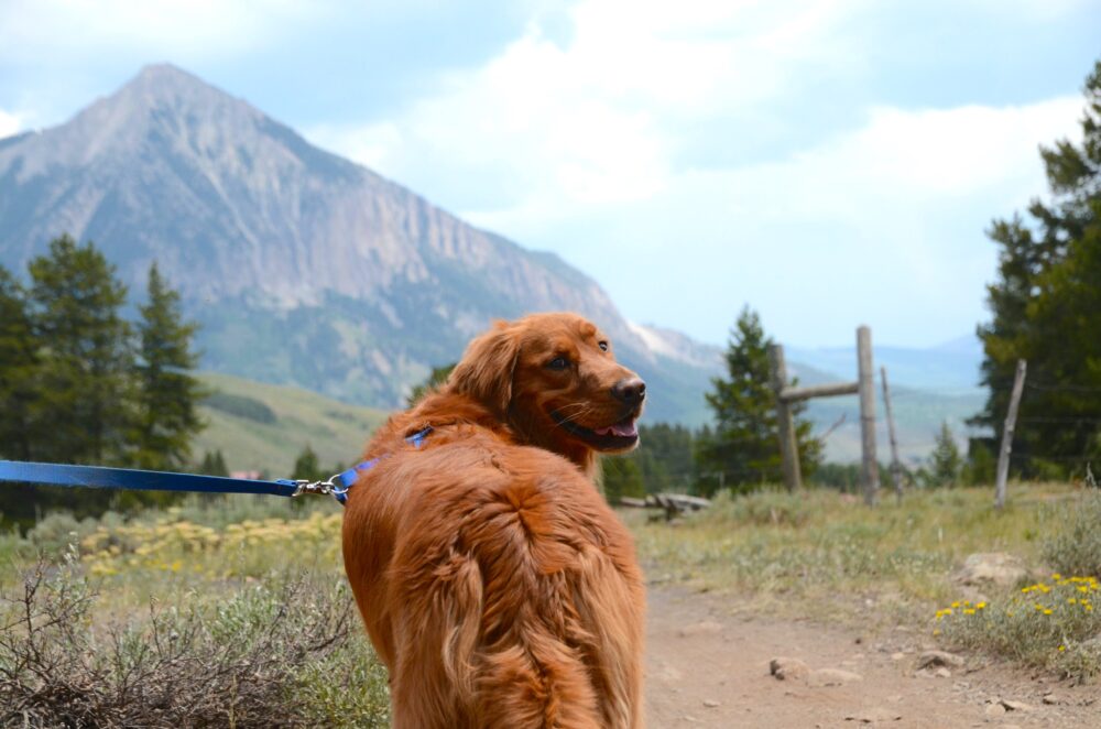 Dog Trekking alla Grotta del Petrienno e Pranzo della Domenica