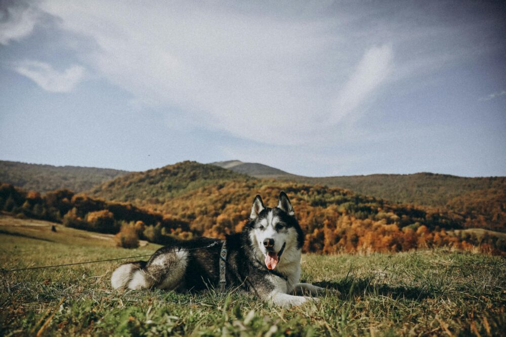 Dog Trekking tra le Colline Aspresi con visita a Birrificio e Grigliata