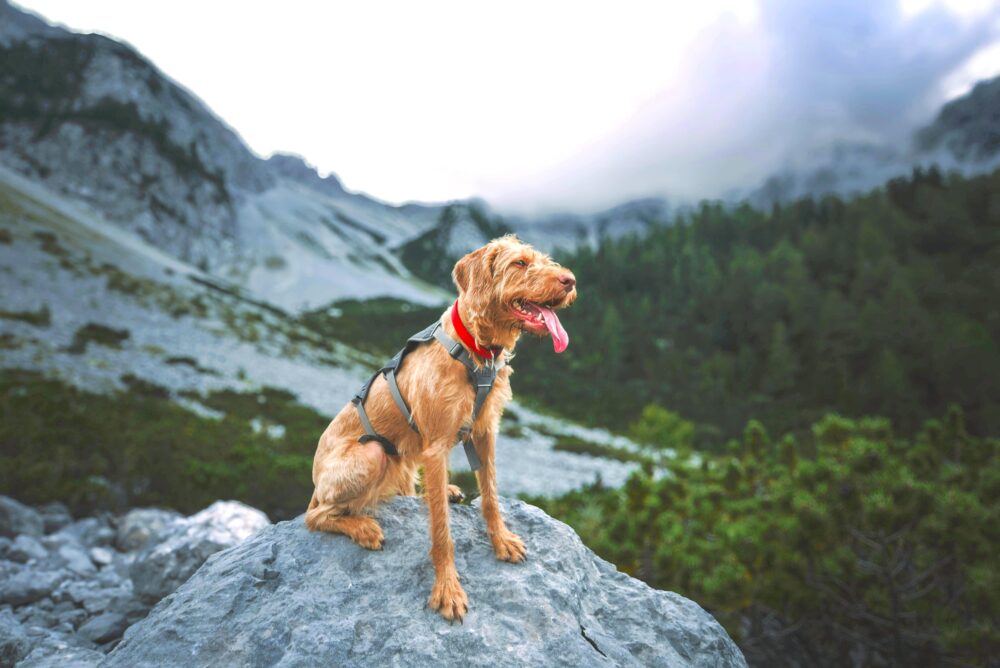 Dog Trekking Abbazia San Pietro al Monte e Monte Rai