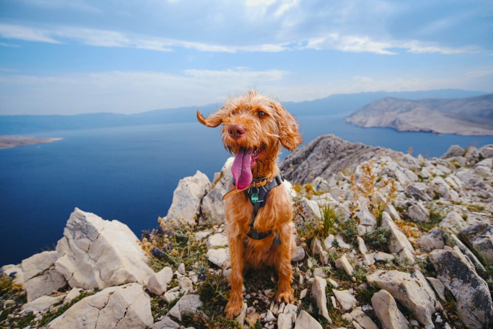 Dog Trekking sul Monte San Primo con Vista sul Lago di Como