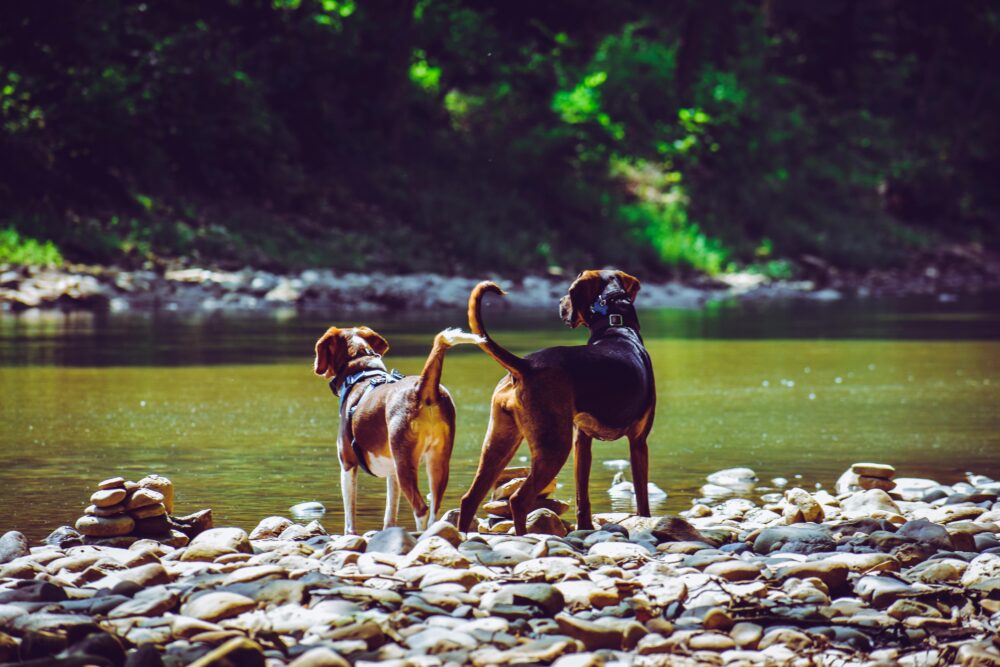 Dog Trekking Boschi e Lago di Vico