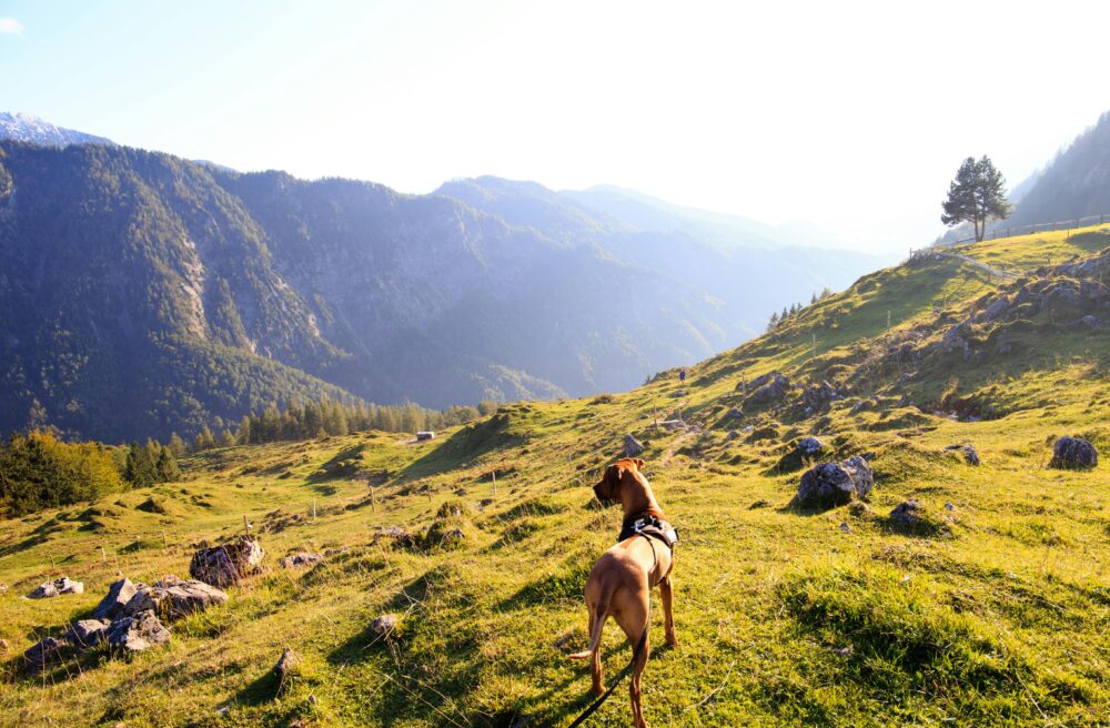 Dog Trekking dalle Pozze del Diavolo al Valico del Tancia con Grigliata