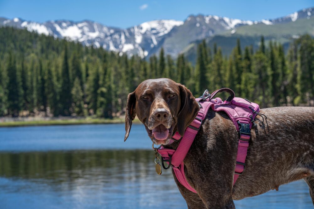 Mini Dog Trek ai Confini con la Svizzera