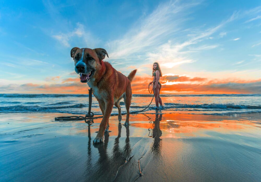 Passeggiata al Mare all’Alba con Approccio all’Acqua