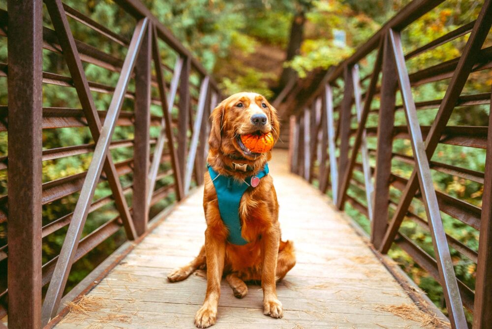 Mini Dog Trekking della Grande Guerra e Ponte Tibetano