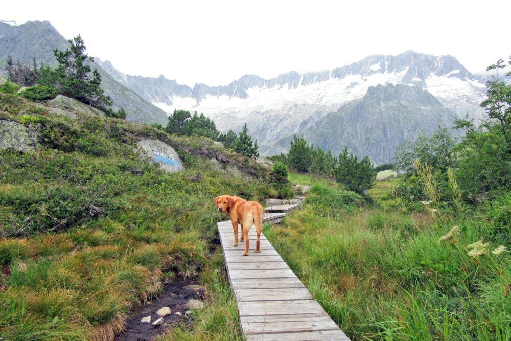 Dog trekking al Rifugio Balicco sul Sentiero delle Casere