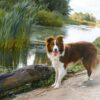 Mini Dog Trekking per Cuccioli - immagine 4
