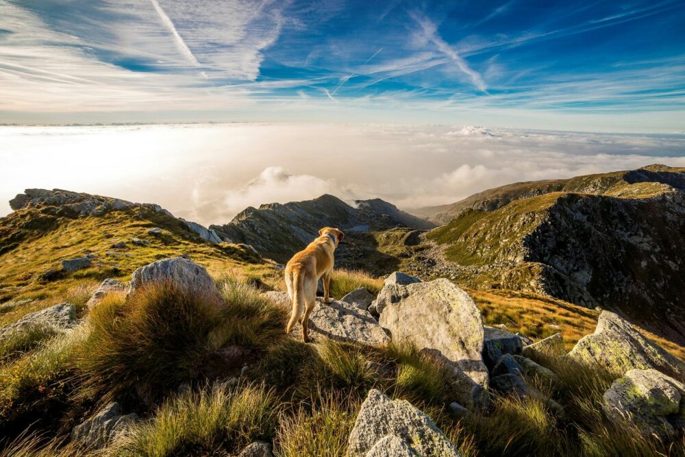 Dog Trekking Il Cammino della Resistenza Sabina con Grigliata