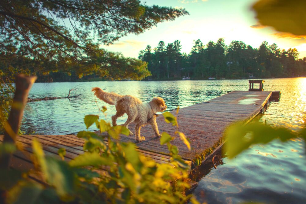 Mini Dog Trekking al Parco delle Groane