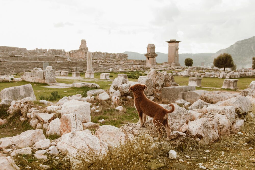 Dog Trekking al Paese Abbandonato e Festa dell’Arrampicata