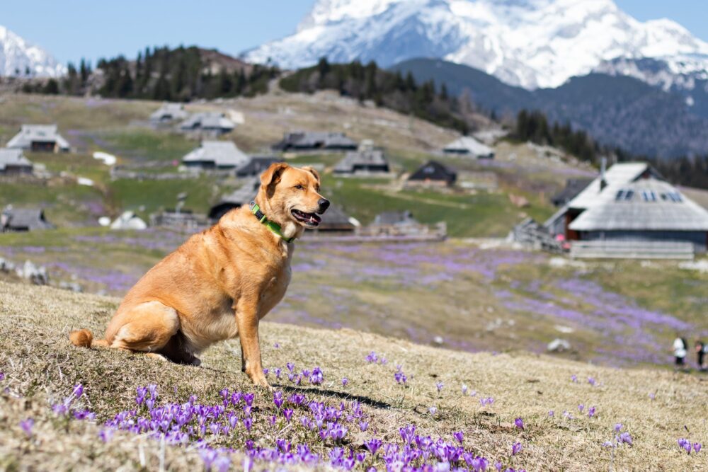 Dog Trekking al Rifugio Amprimo