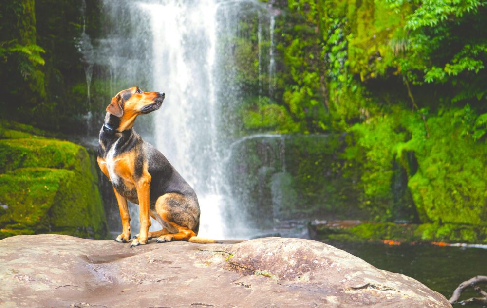 Mini dog trekking nel Magico Piccolo Canyon